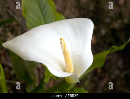 Large White Arum Lily con giallo spadix in fiore in un giardino inglese. Foto Stock