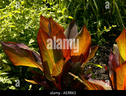 Sole che splende attraverso il bronzo delle foglie di canna Lily impianto Foto Stock