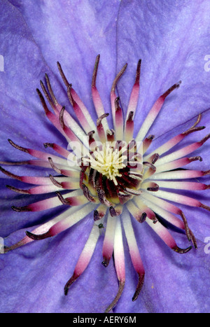 Close-up di dettaglio Clematis - "Il Presidente" una pianta perenne rampicante Foto Stock