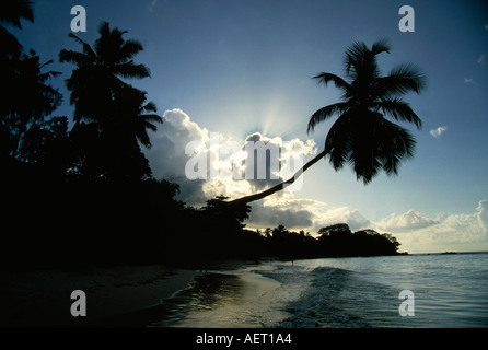 Coconut Grove a beach Isola di Mahe seychelles Foto Stock