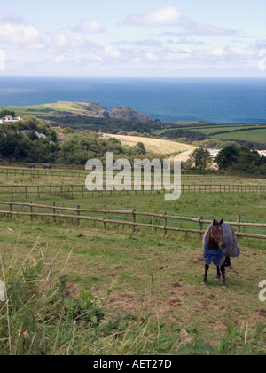 Rurale scena cavallo che indossa cappotti in agosto Tintagel North Cornwall Inghilterra Gran Bretagna UK horse cavalli pony coperte coperta Foto Stock