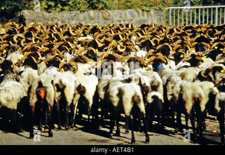 Pecore essendo herded lungo la strada di campagna a sud dei Pirenei Francia Foto Stock