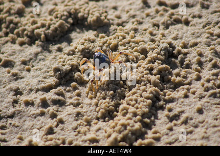 Soldato granchi sulla spiaggia dell'Isola Fraser, Queensland, Australia Foto Stock