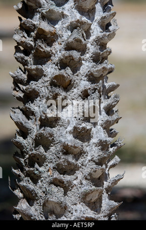 Cera carnauba Palm Tree Tectorum prunifera Barreirinhas Maranhão Brasile Foto Stock