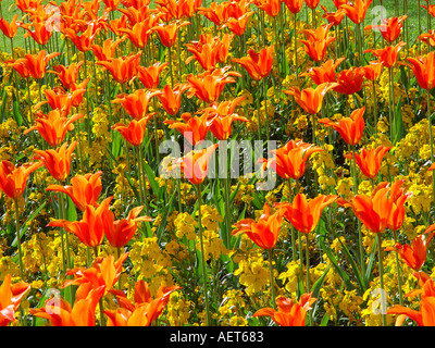 Tulipa giglio fiorito con Orange Erysimum Golden Bedder letto di biancheria da letto di primavera annuari e bulbi tulipani e wallflowers Foto Stock