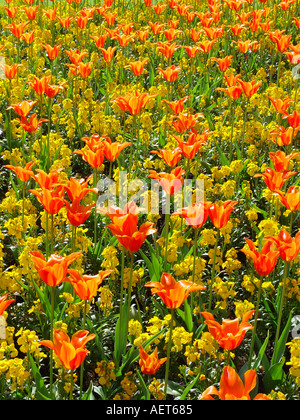 Tulipa giglio fiorito con Orange Erysimum Golden Bedder letto di biancheria da letto di primavera annuari e bulbi tulipani e wallflowers Foto Stock