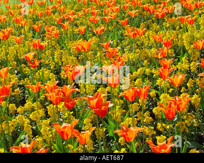 Tulipa giglio fiorito con Orange Erysimum Golden Bedder letto di biancheria da letto di primavera annuari e bulbi tulipani e wallflowers Foto Stock