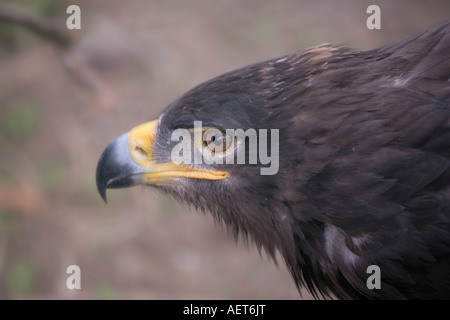 Un singolo adulto aquila steppa (Aquila nipalensis) nel profilo Foto Stock