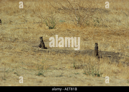 Beechey o California Massa Otospermophilus scoiattolo beecheyi Foto Stock