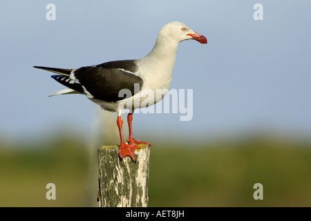 Un adulto di allevamento Dolpin piumaggio Gabbiano appollaiato sul palo da recinzione Foto Stock