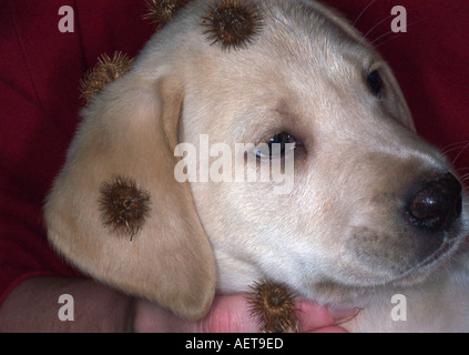 Laboratorio di giallo cucciolo di cane con bave di bardana catturati nel suo cappotto Foto Stock