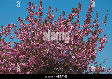 Blossom Tree in Muston North Yorkshire England Regno Unito U K Gran Bretagna Foto Stock