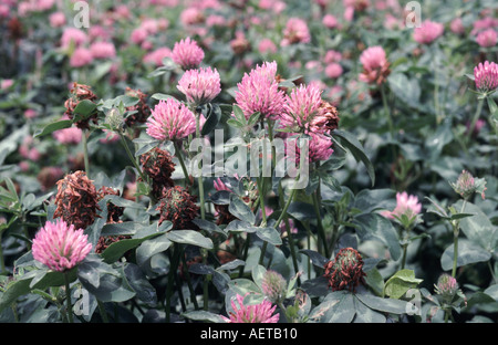 Close up di trifoglio rosso Trifolium pratense raccolto cresciuto come un raccolto di foraggio per alimentazione di bestiame Foto Stock
