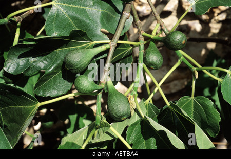 I fichi immaturi sul crescente varietà di albero è marrone Turchia Ficus carica Foto Stock