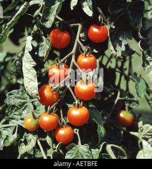 Raccolto maturo di pomodori ciliegia varietà è giardinieri delizia in serra Foto Stock