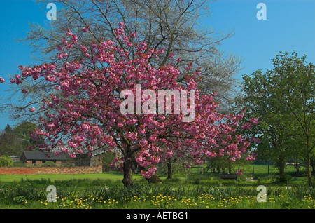 Blossom Tree in Muston North Yorkshire England Regno Unito U K Gran Bretagna Foto Stock