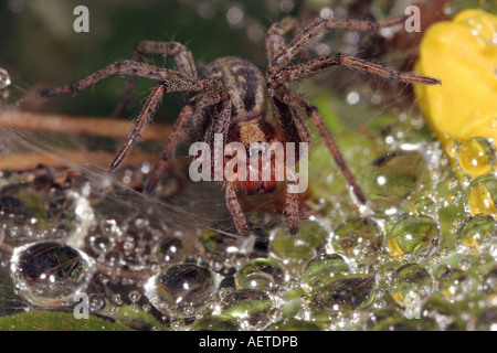 Imbuto di erba weaver spider Agelena labyrinthica Agelenidae all'ingresso al suo imbuto nella sua pioggia inzuppato web UK Foto Stock