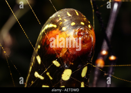 Banana Spider Nephila pilipes Nephildae femmina enorme che mostra il rilascio di seta dalla sua filiere foresta pluviale in Ghana Foto Stock