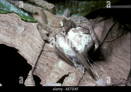 Brasiliano ragno errante Phoneutria fera Ctenidae femmina di custodire il suo uovo sac che è mimetizzato con bit di foglia morta Foto Stock