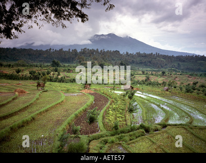 Indonesia Bali agricoltura risaie terrazzate campi sulle pendici del Monte Agung Foto Stock