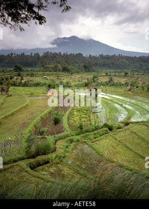 Indonesia Bali Tirtagannga terrazzati agricoltura risaie Gunung Serraya Foto Stock