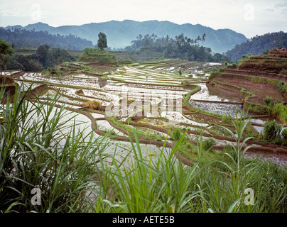 Indonesia Bali agricoltura risaie a terrazza vicino a Redang Foto Stock