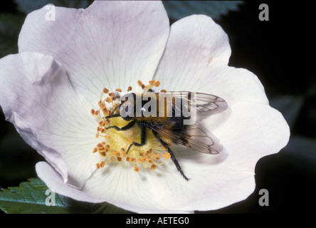 Bumble Bee corno pennacchio un hover fly Volucella bombylans Syrphidae un white tailed Bumble Bee mimare su una rosa canina flower REGNO UNITO Foto Stock