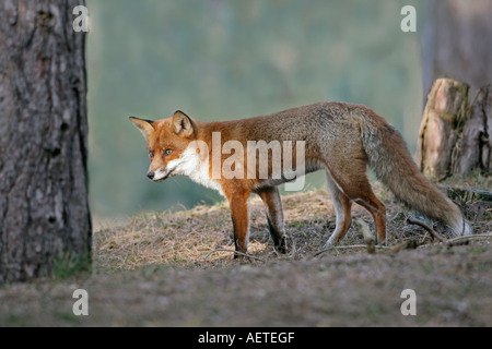 La volpe rossa Vulpes vulpes guardando la preda in legno di pino LANCASHIRE FEBBRAIO Foto Stock