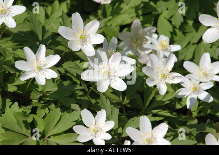 Fiori di colore bianco del legno anemone Foto Stock
