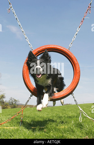 Border Collie - Salto con pneumatico Foto Stock