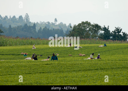 Bellissimo e ben tenuto tea estates vicino a Kericho nel Kenya occidentale Africa orientale Foto Stock