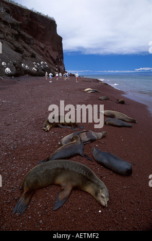 Ecuador,Equadoriano,Sudamerica,Latino ispanico etnia immigranti minoritari,Isole Galapagos,Isola di Rabida,Leone di acqua di mare Galapagos,r Foto Stock