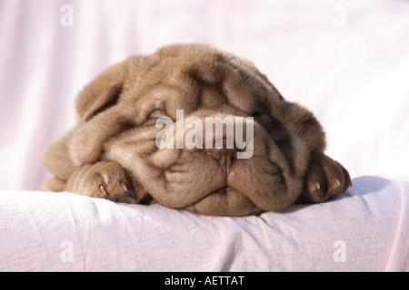 Shar-Pei cinese. Cucciolo di dormire su una coperta. Germania Foto Stock