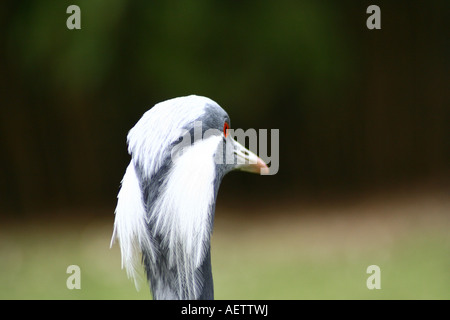 Demoiselle gru closeup - Anthropoides virgo Foto Stock