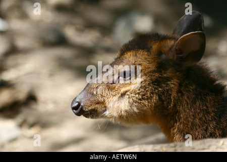 Reeves (o cinese) muntjac - Muntiacus reevesi Foto Stock