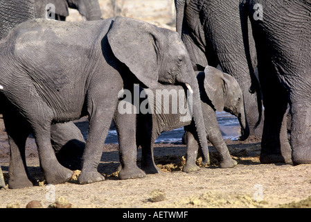 Giovani elefanti, Loxodonta africana Foto Stock