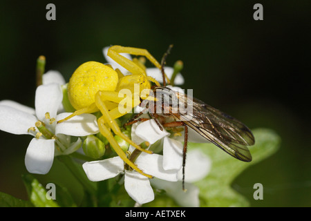 Il ragno granchio sul fiore di insetto / Thomisidae Foto Stock