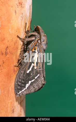 Adulto ghost swift tignola sulla corteccia di albero Foto Stock