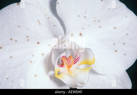 Botrytis fungo spot su orchid flower Foto Stock