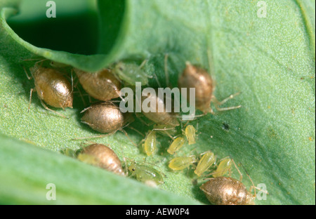 Verde afide del pesco mummie causata da parassiti Aphidius wasp Foto Stock