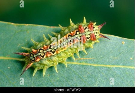 Quattro spotted Australian cup moth larva Foto Stock