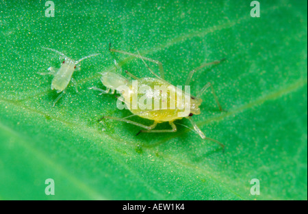 Afide dà nascita a vivere i giovani Foto Stock