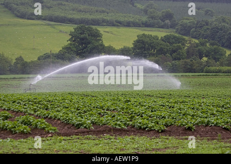 L'acqua spruzzata sulle colture di patate da alta pressione Scozia di irrigazione Foto Stock