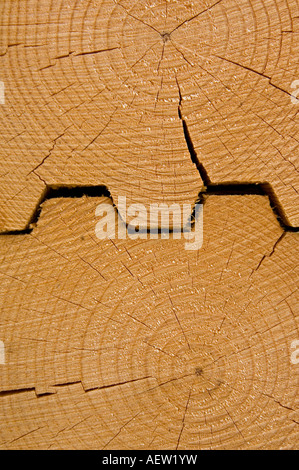 Un close up macro del legno di un incastro a coda di rondine. Foto Stock