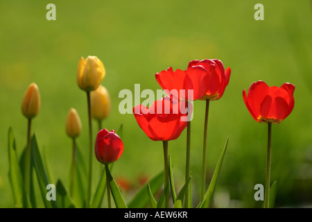 Rosso e tulipani gialli con profondità di campo Foto Stock