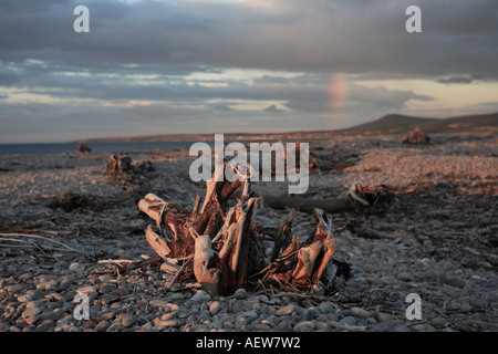 Rainbow sera luce del sole come tramonti a Spey Bay vegetated ghiaia alla foce del fiume Spey, Moray Firth, Inverness, Invernesshire Scozia, Regno Unito Foto Stock