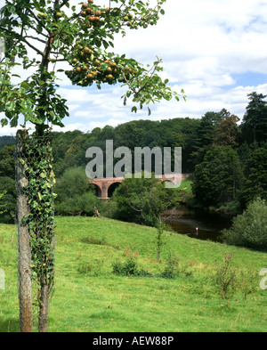 Albero di mele e il ponte che attraversa il fiume Wye bredwardine herefordshire Inghilterra Foto Stock