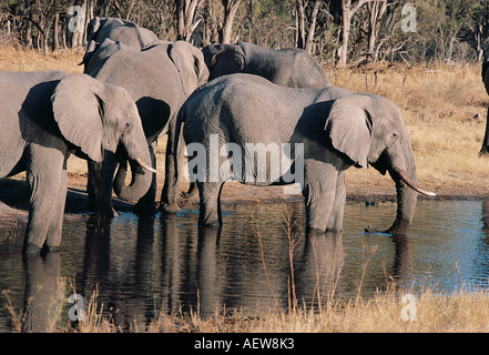 Gli elefanti bere sul Fiume Kwai Chobe National Park Botswana Sud Africa Foto Stock