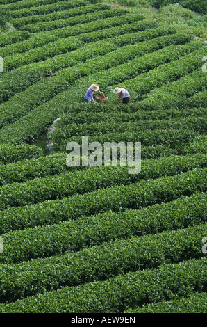 La piantagione di tè Tre Gole area Hubei Cina Foto Stock