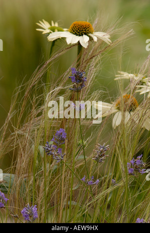 " Bianco " Lustre Echinacea o Coneflowers Foto Stock